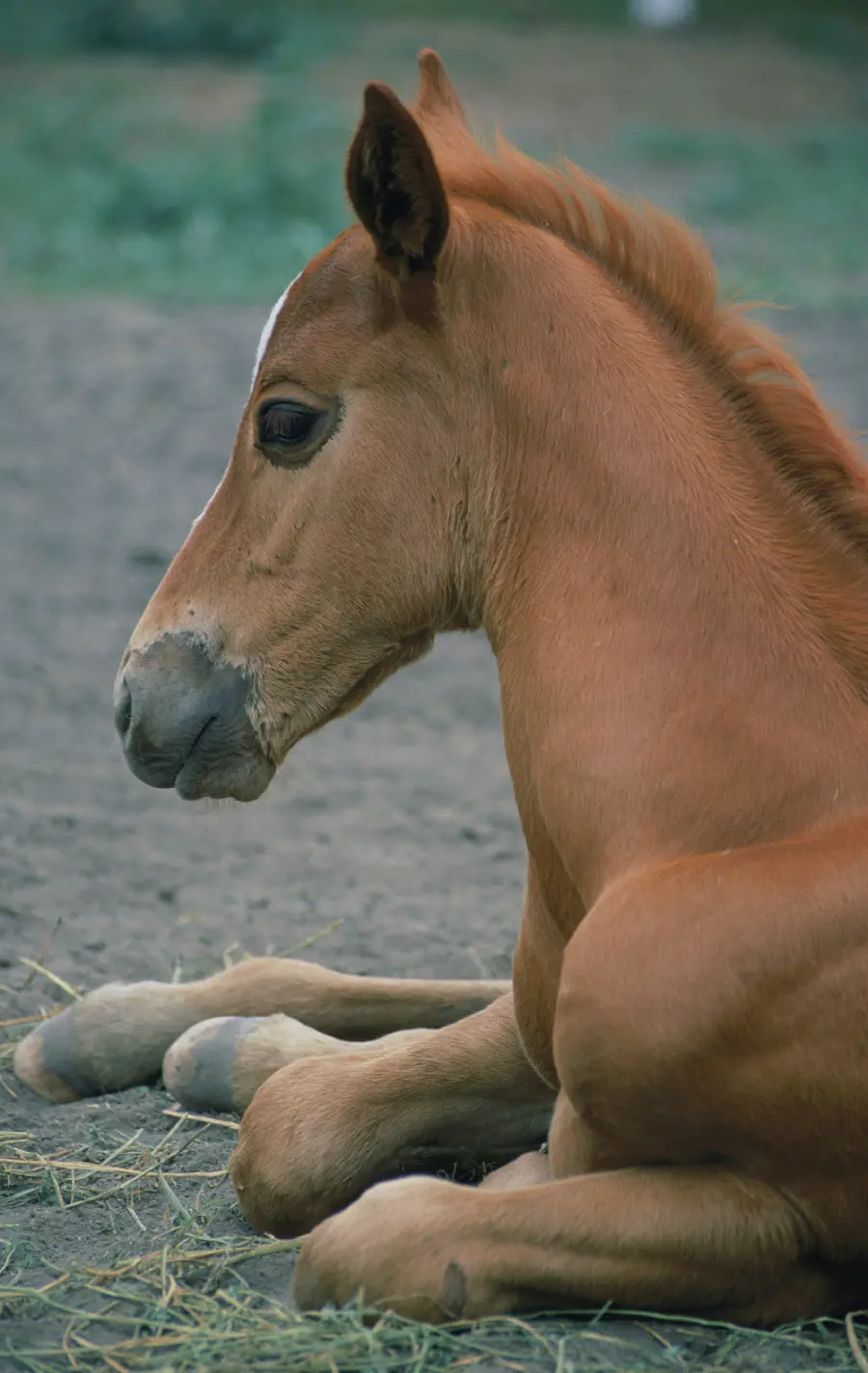 Horse photo in wildlife documentary