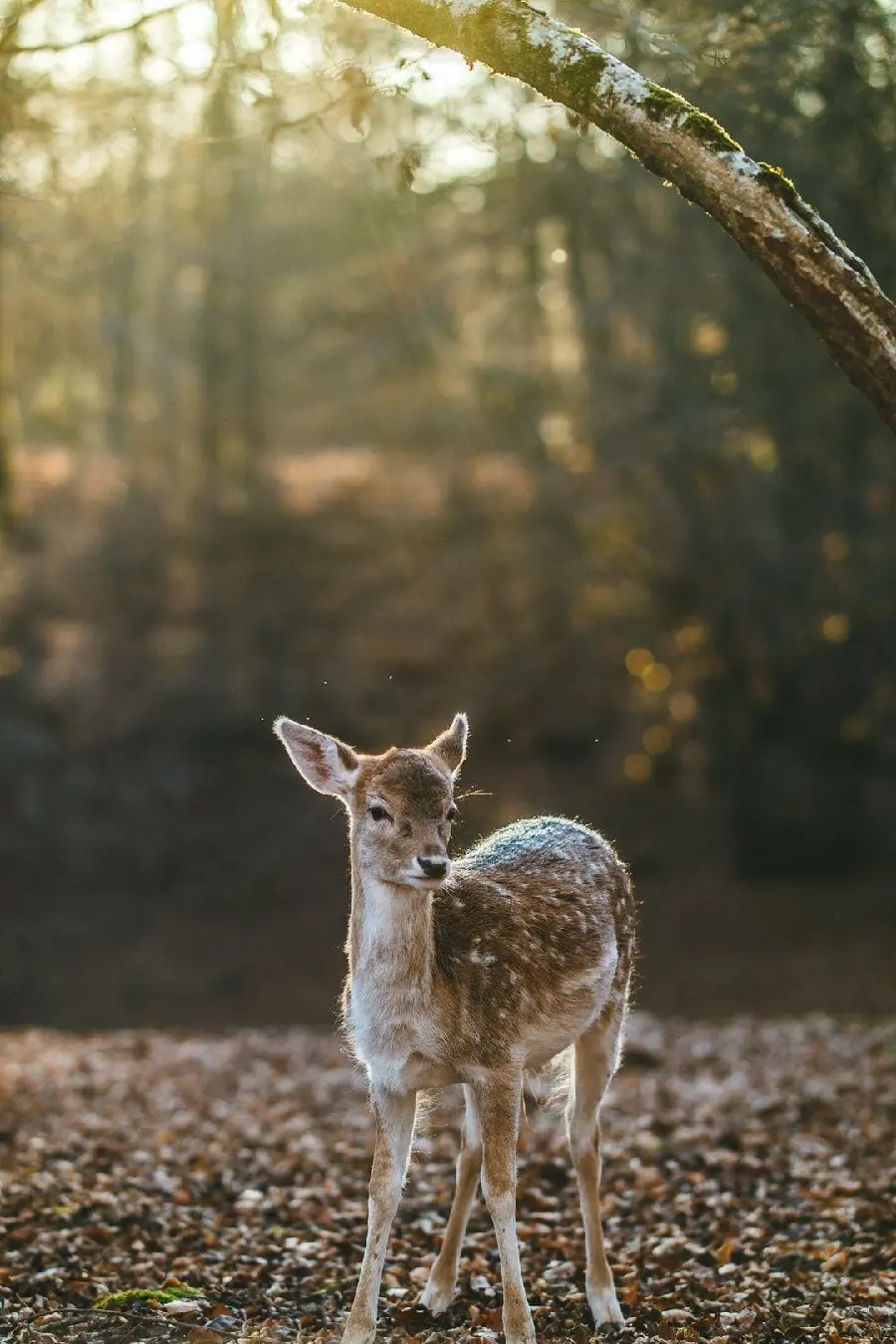 Mobile phone wallpaper of baby deer