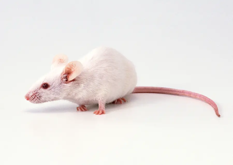 Lab Mouse Studio Photo
