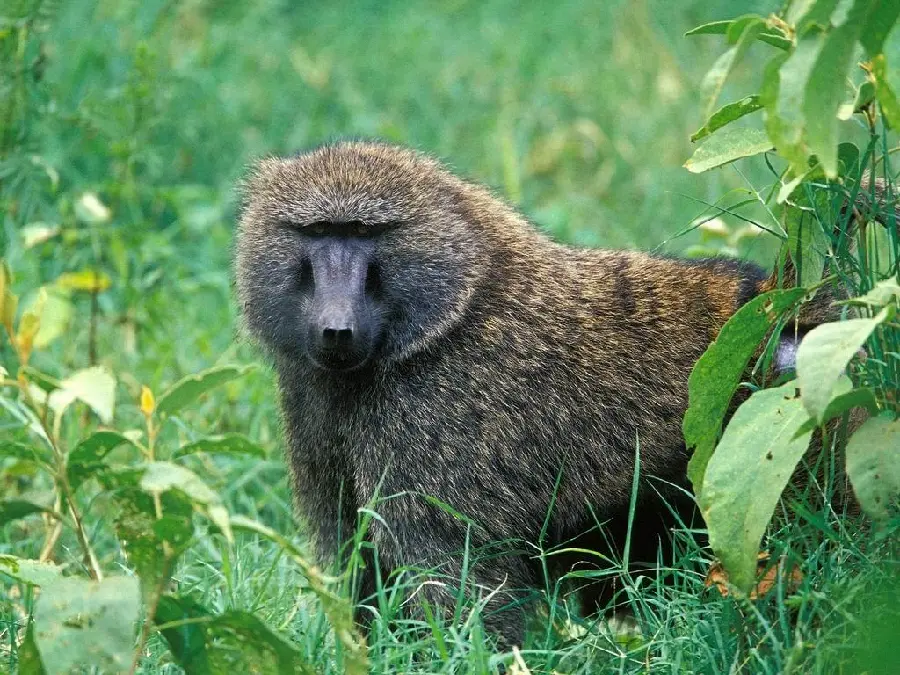 Free Download Baboon Photo in Lush nature