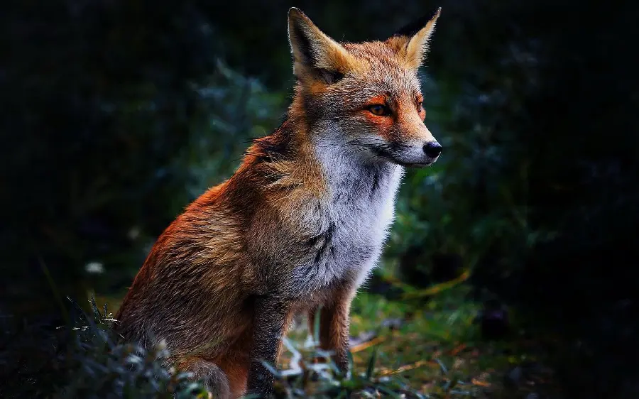 Most viewed fox wallpaper for laptop sticker printing