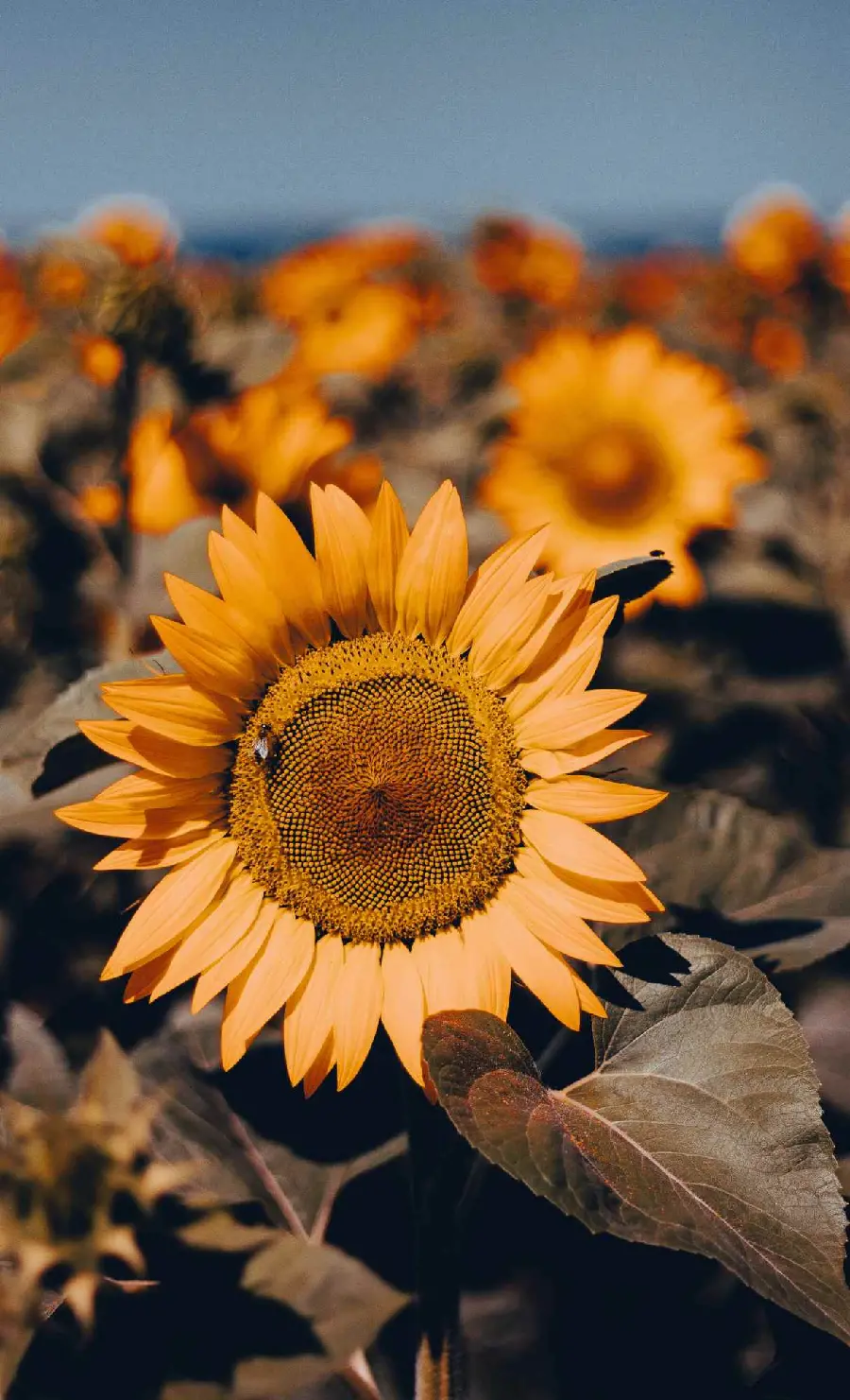 Sunflower wallpaper for wallpaper Phone