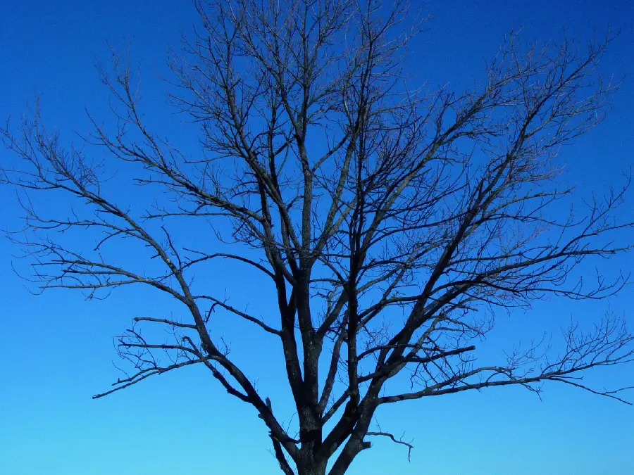 Photo of a withered tree in nature with peace