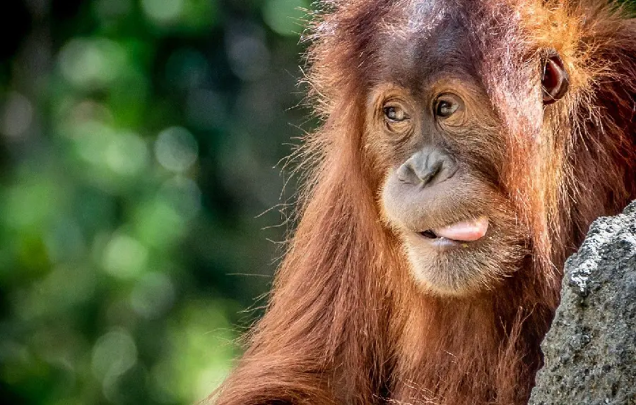 Download funny picture of an orangutan in nature