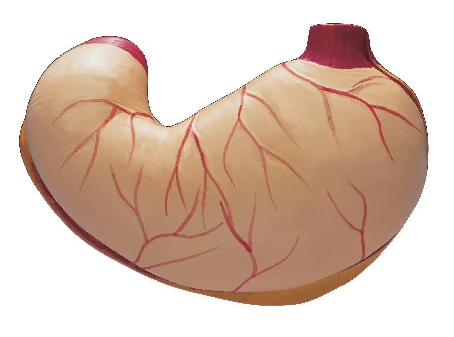 Human Body Organ Mockup Photo