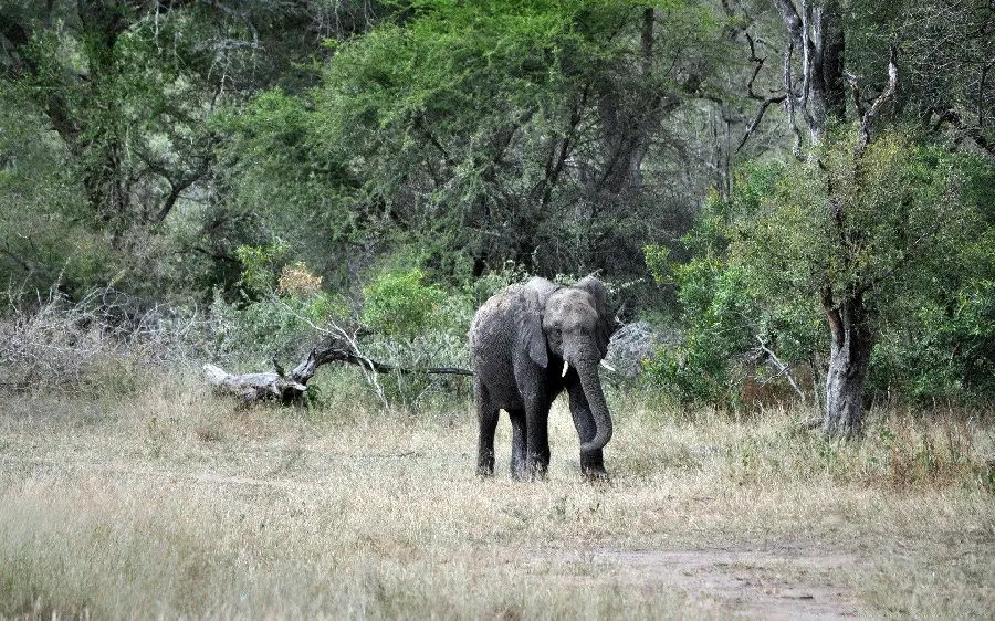 Download a picture of a playful baby elephant in the forest