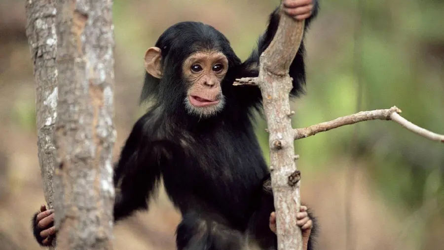 Playful baby chimpanzee on top of a tree
