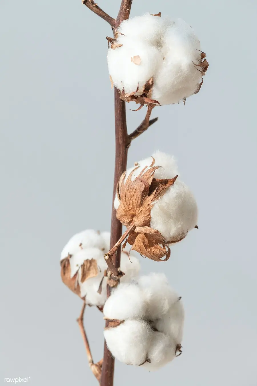 Wallpaper of natural cotton flower branches White high quality suitable for download