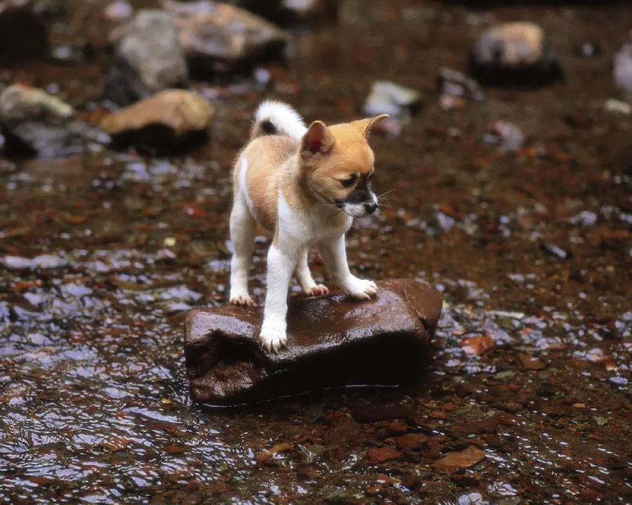 Best Pets for Kids and Teens