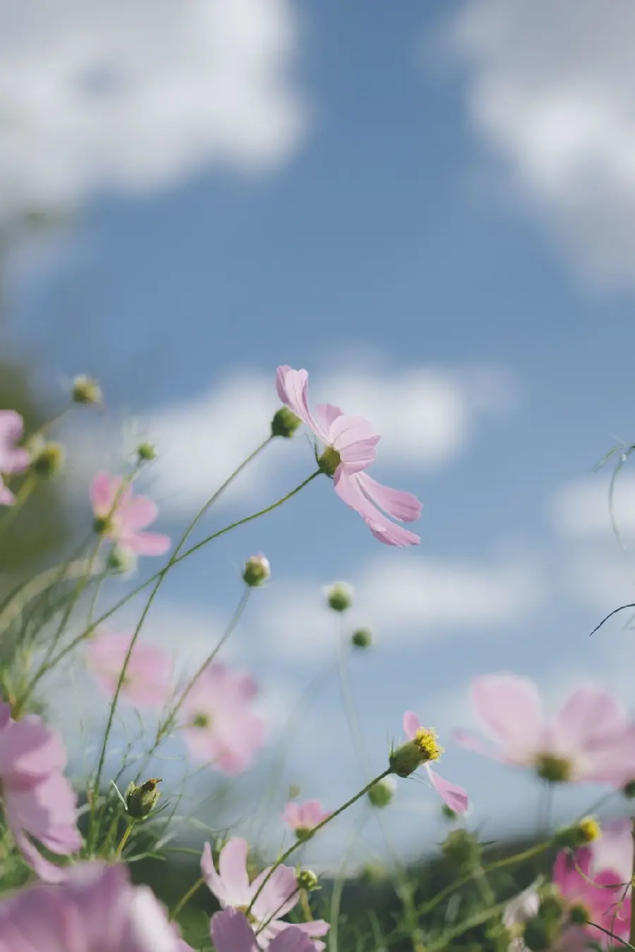 Real Spring Flower Profile Picture