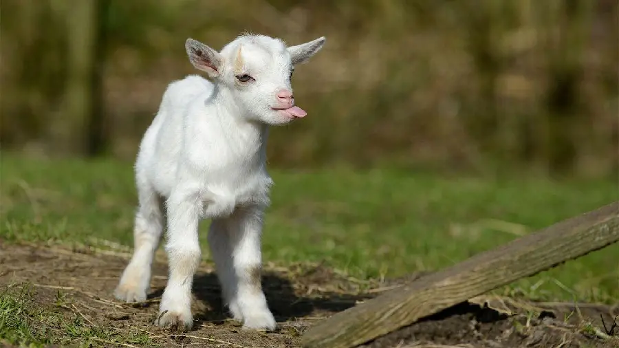 Cute and funny baby goat picture