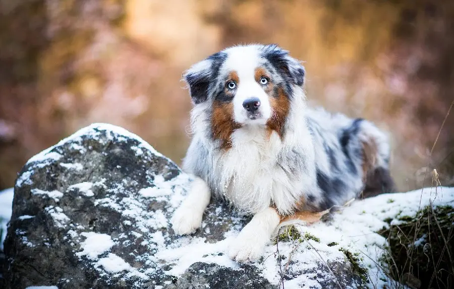 Download Australian Shepherd Dog Windows Background