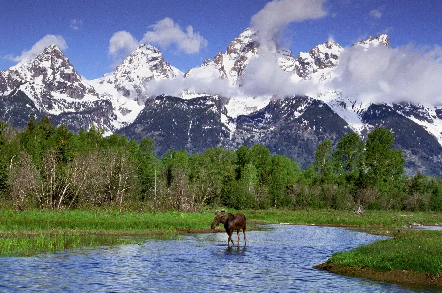 Wildlife