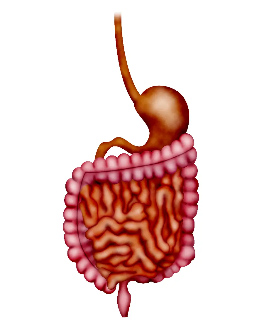 Photo of a human bladder and intestines