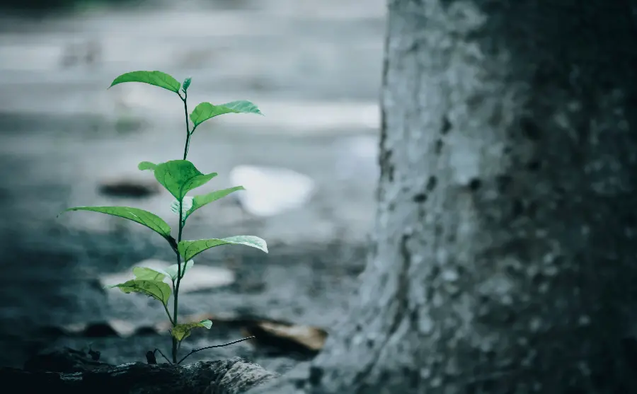 Photo of a small sapling next to a large, sturdy tree