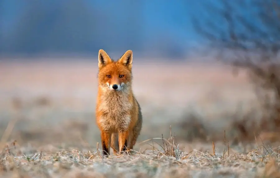 Download wild fox wallpaper for computer background