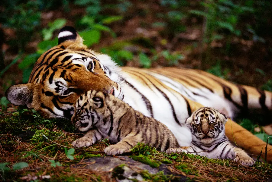 Best Wildlife Photo of the Year