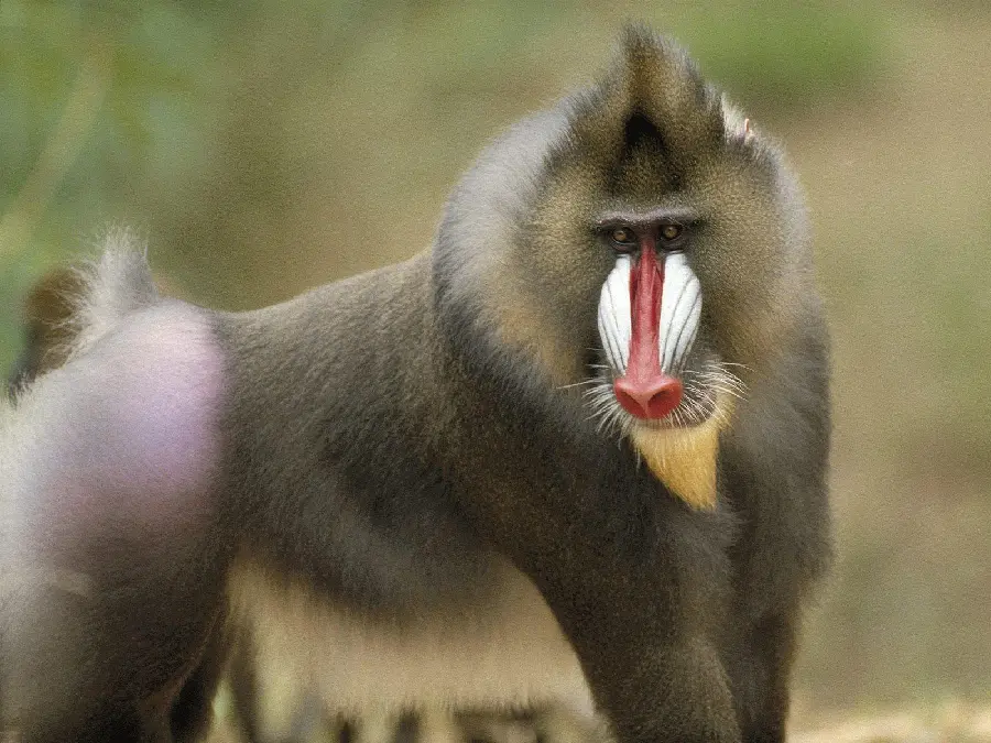 Male and adult baboon image in hd quality for free download