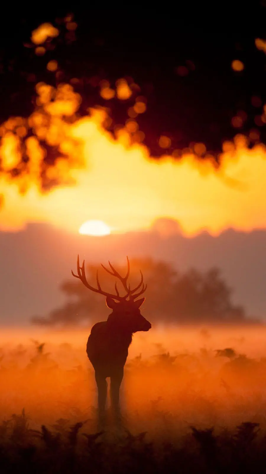 Download high quality wallpaper of deer and sunset