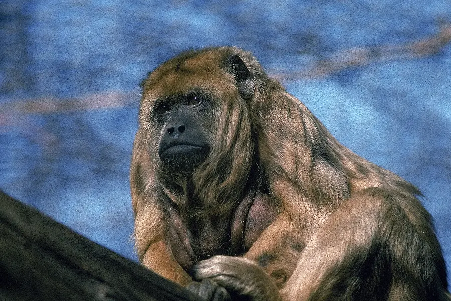 Animal Photos of Old Monkeys and Monkey Animals