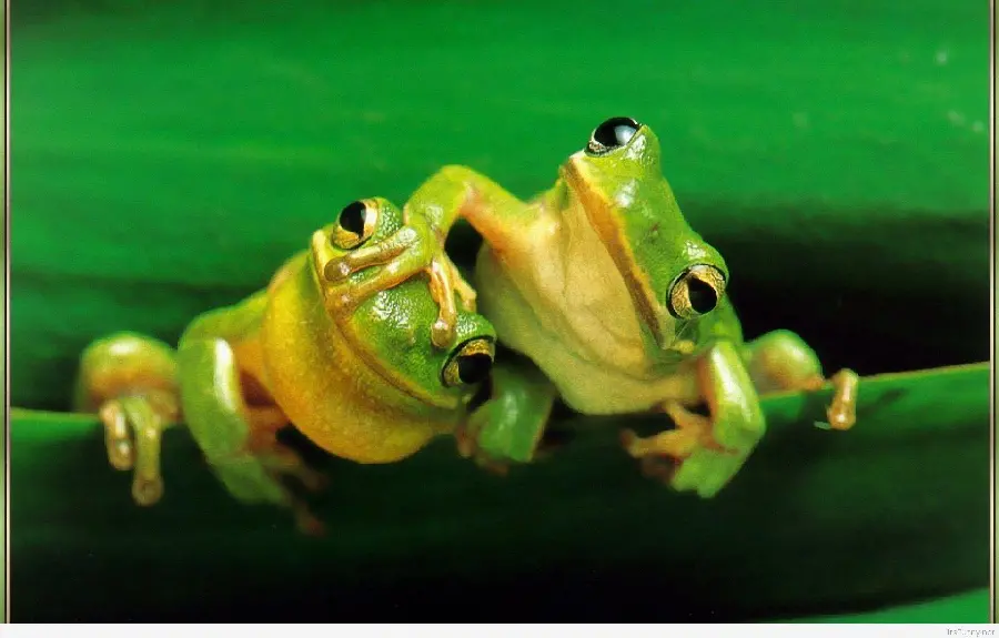 Funny Green Frogs Picture