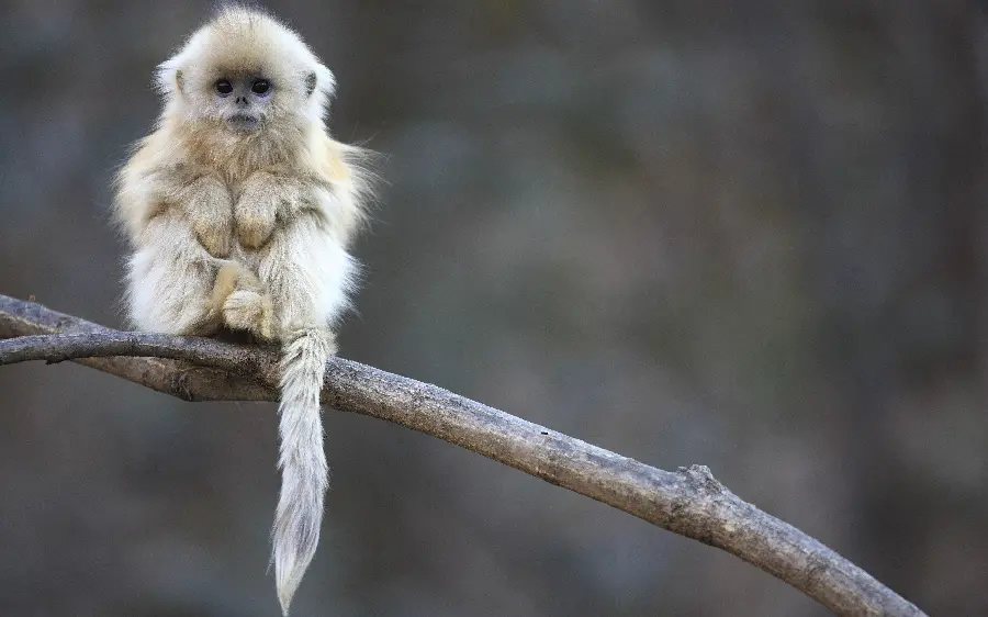 Photo of baby monkey on a tree branch