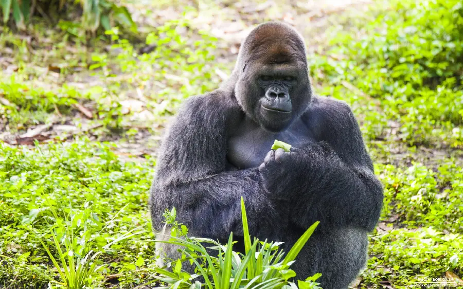 Real Big Silverback Gorilla Photo in the Forest
