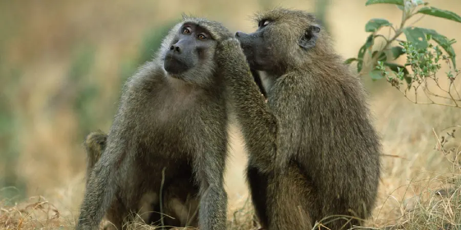 Funny photo of baboons gossiping