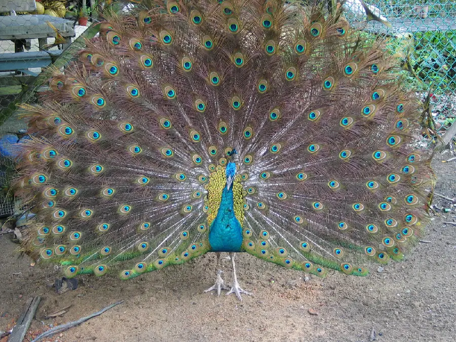 Wildlife Documentary Background