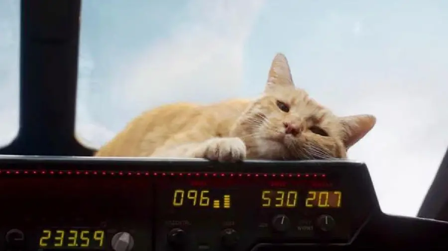 Captain Marvel Goose