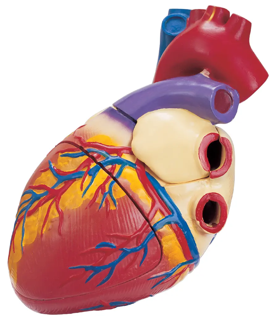 High quality photo of a heart