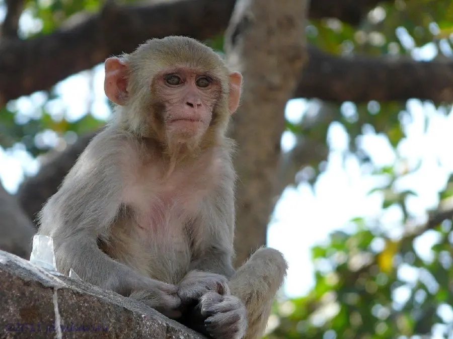 Little Monkey Pictures