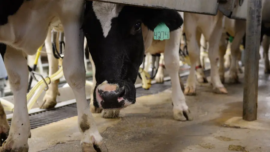 Photo of dairy cows milking in a dairy farm