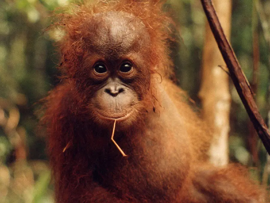 High Quality Photo of Baby Orangutan