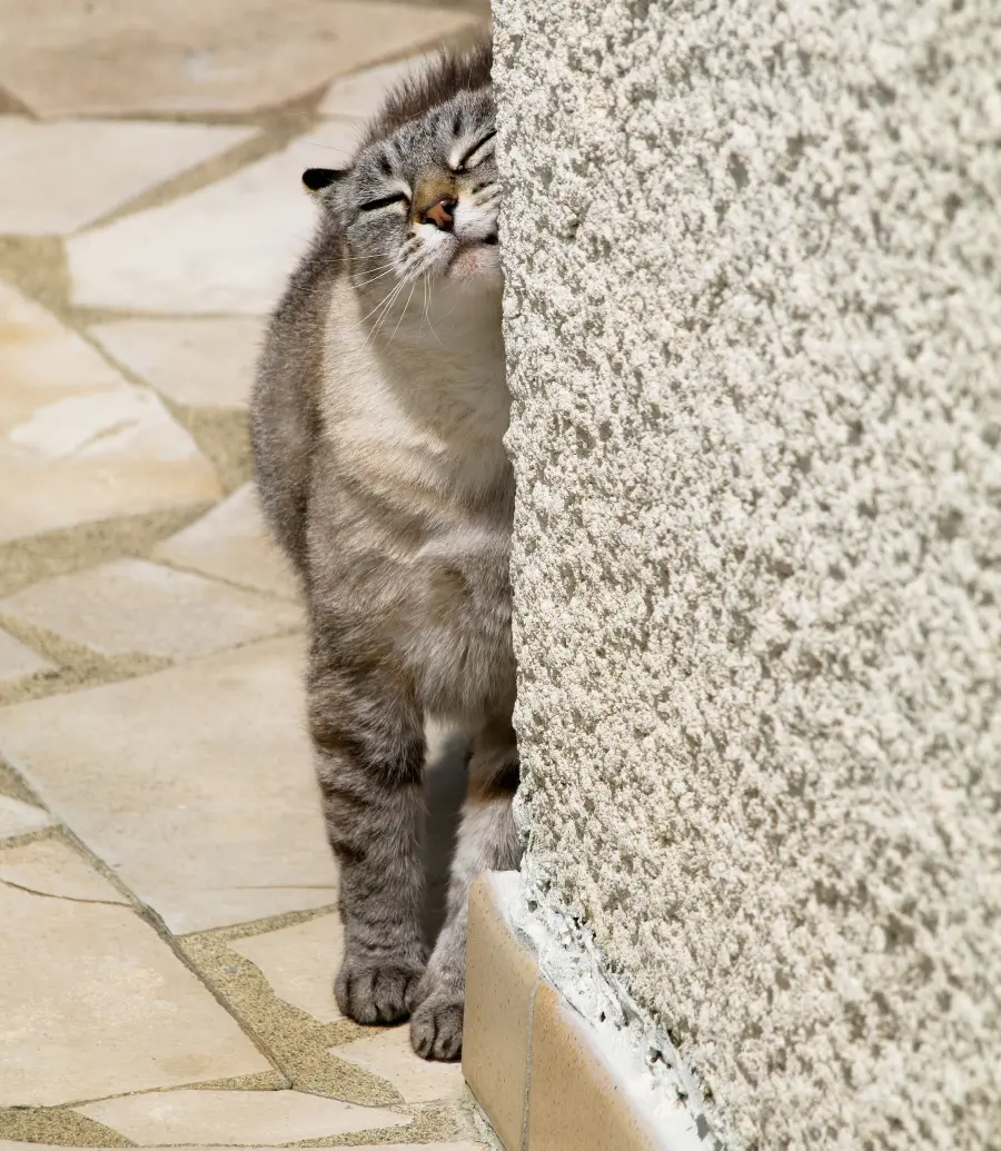 Lost cat wallpaper for download in very good quality