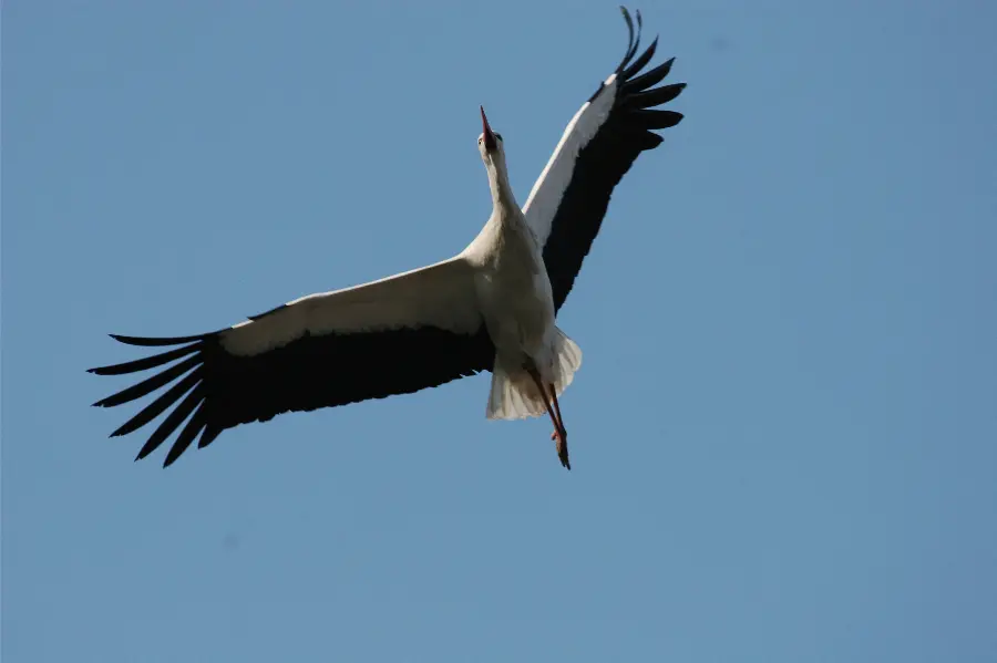 Photo of bird in wildlife documentary
