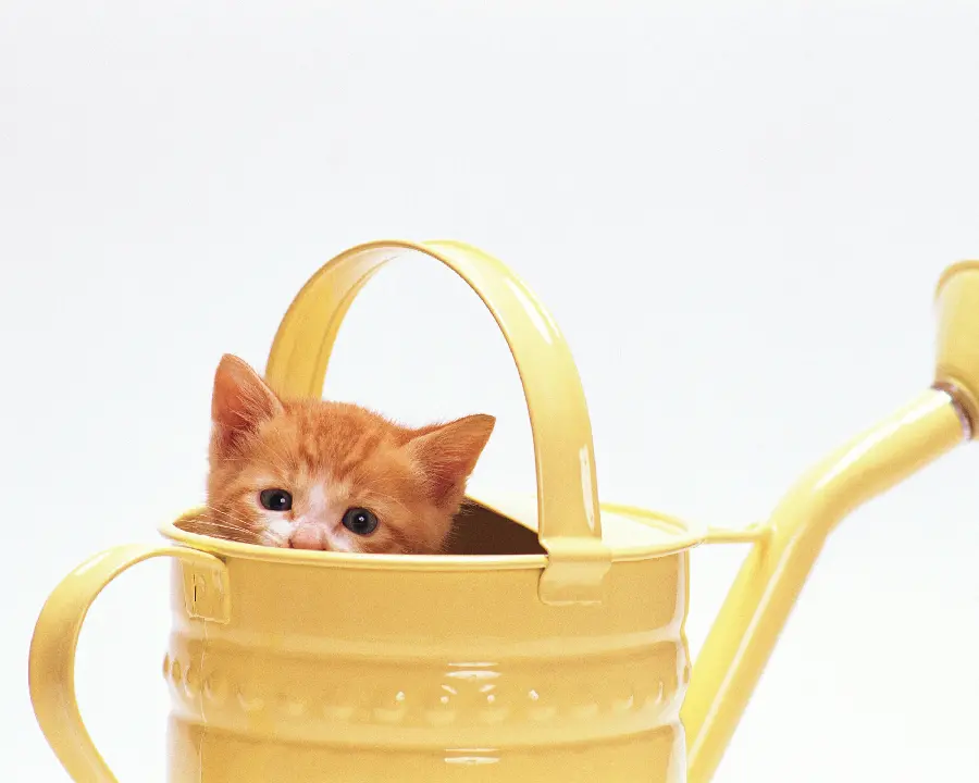Animal photos