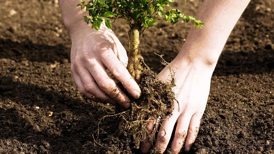 High quality and free tree planting stock image