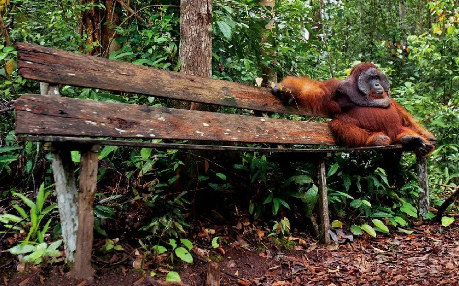Funny orangutan picture sitting on a bench