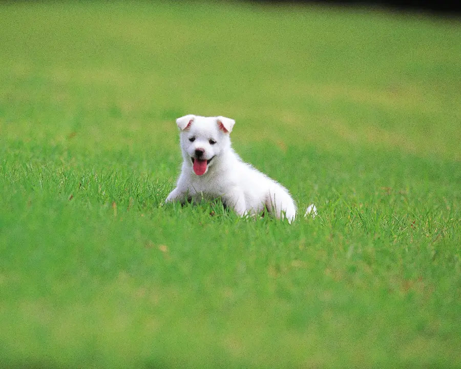 Cute Photo of the World's Most Affectionate Dog