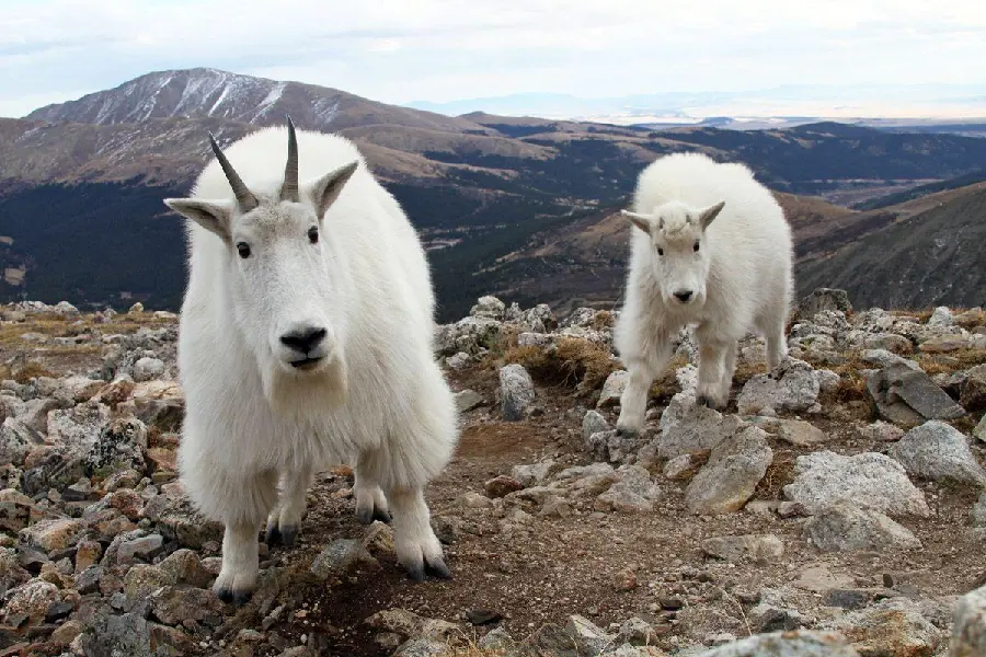 Noble and funny white mountain goat