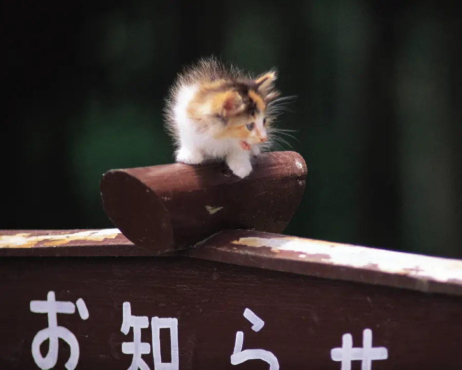 Pictures of beautiful and funny animals