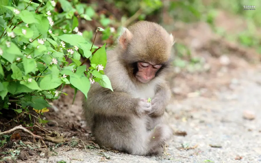 Baby Monkey Background