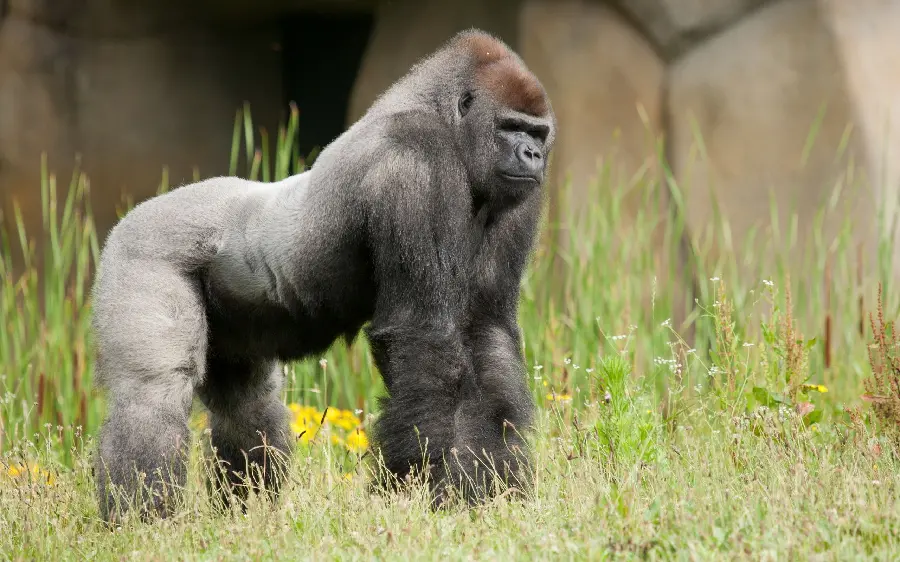 Download high quality hd photo of silverback gorilla walking for free