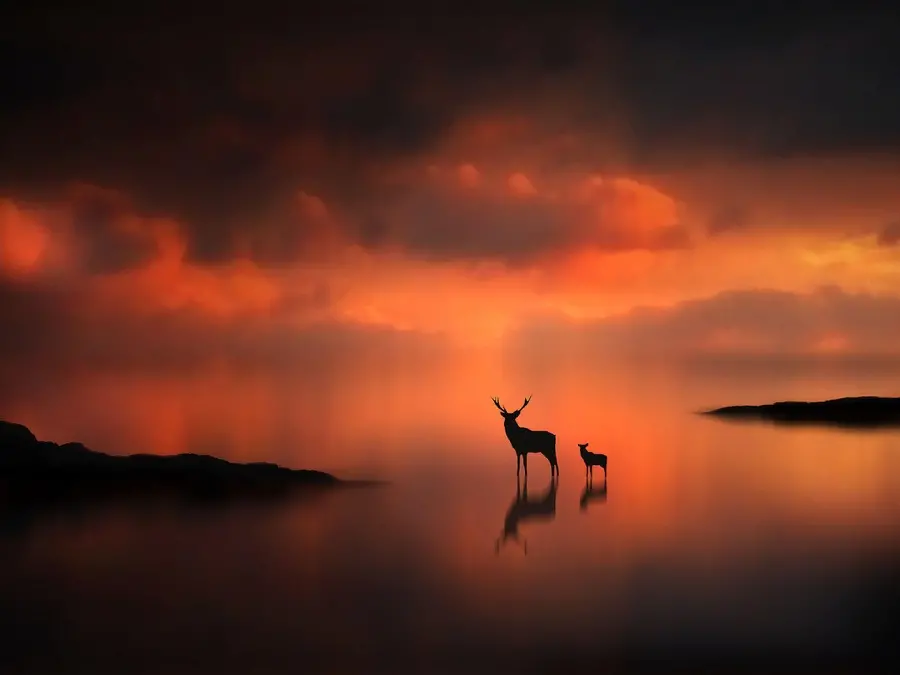 Dream painting of a deer And the baby deer in the lake and the reflection of the sky at sunset