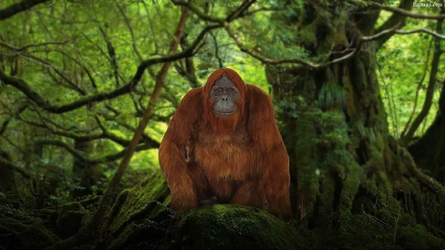 Download Photo of Orangutan in Nature in Light Brown