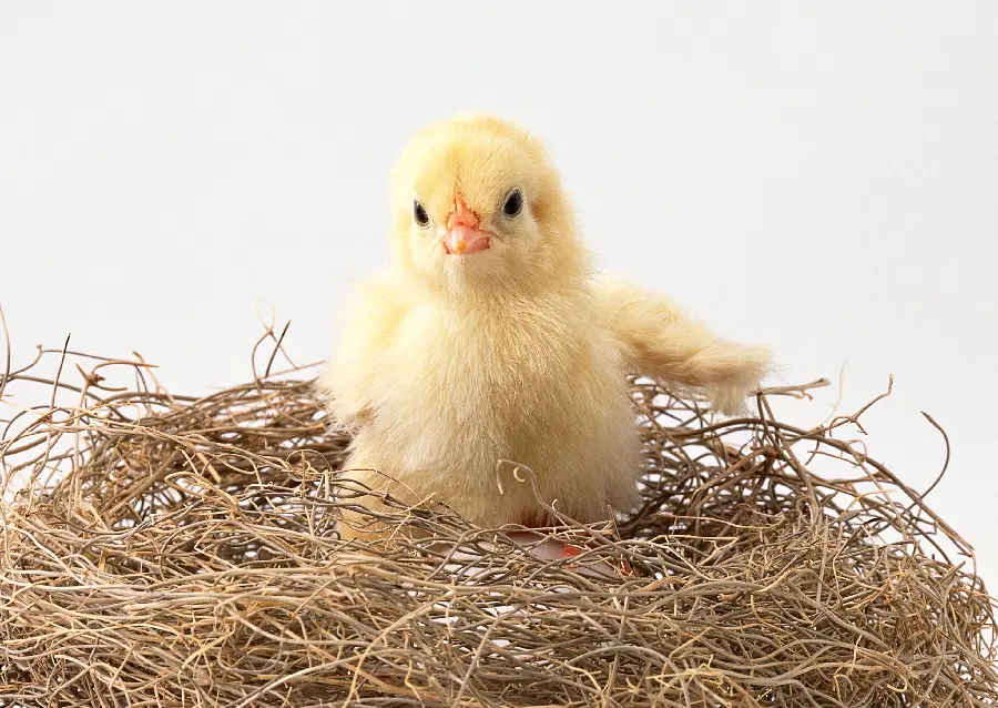 Animal studio photo