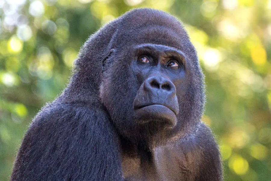 Sad and depressed silverback gorilla
