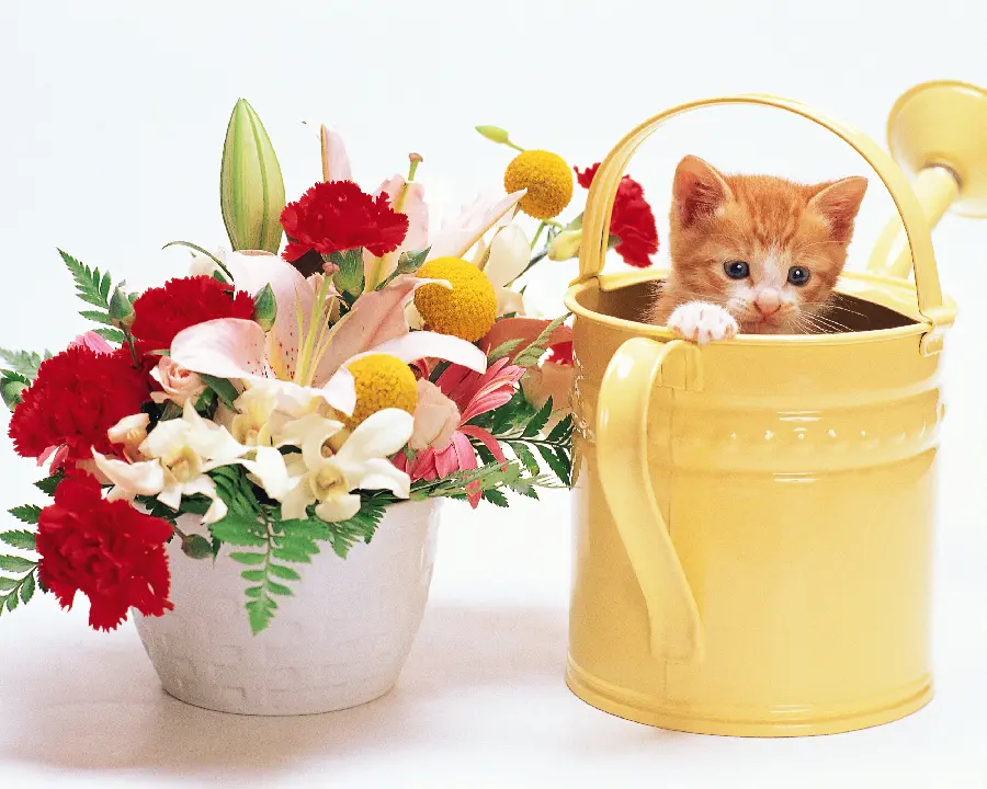 Funny Life of Pets of Cats