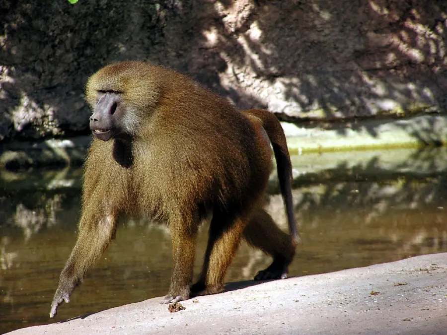 Picture of a wild baboon in the zoo